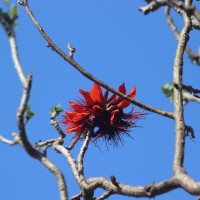 Erythrina variegata L.